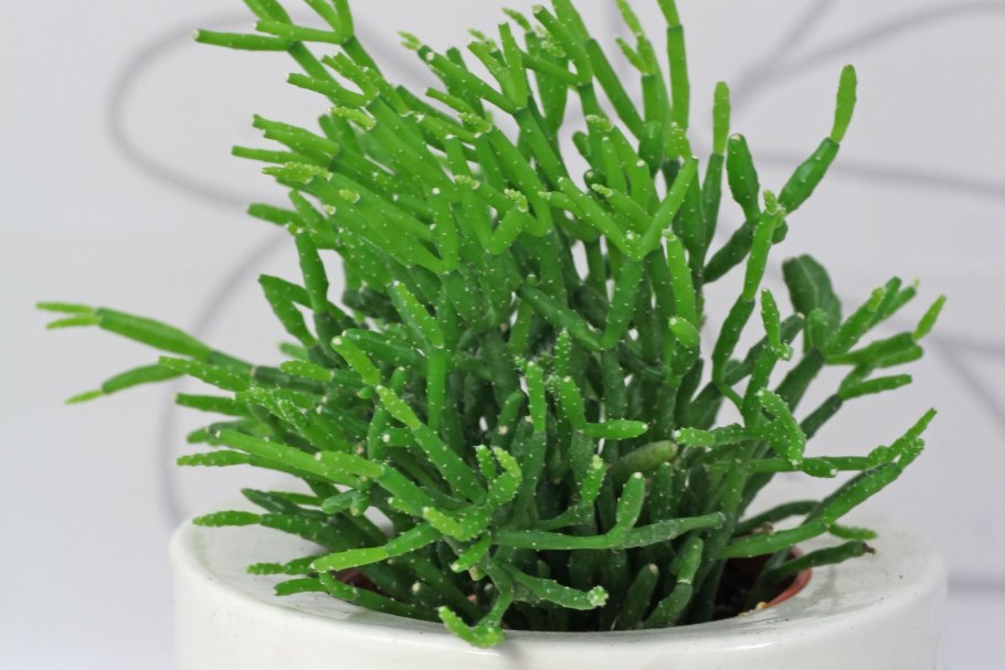 Хатиора солянковидная