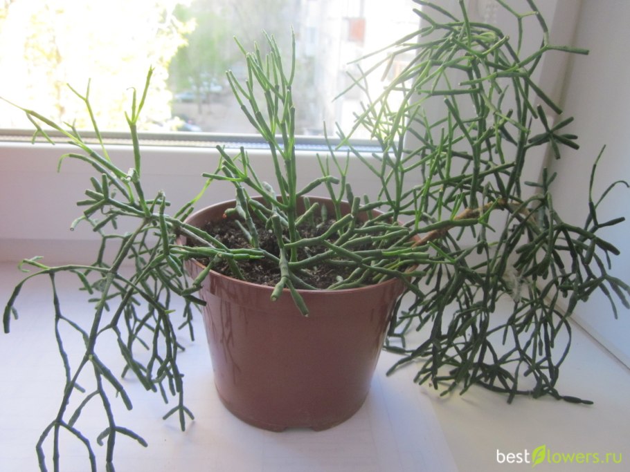 Молочай тирукалли ветка