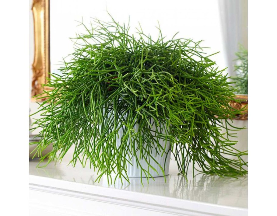 Рипсалис Кассута цветение