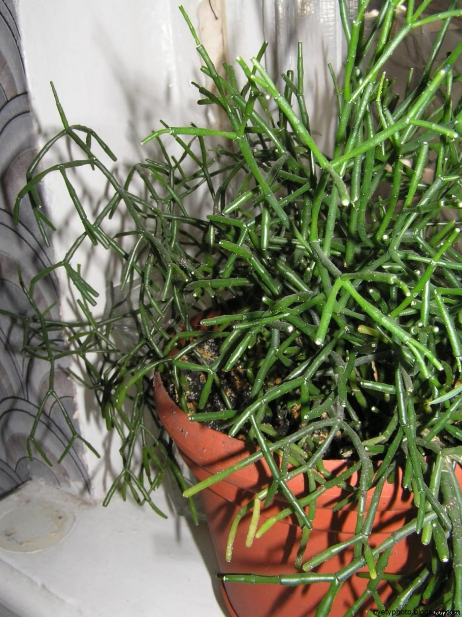 Хатиора бамбуковая