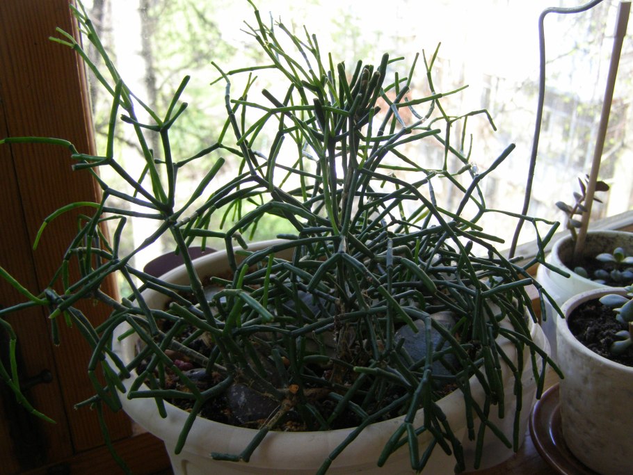 Хвощ домашний цветок