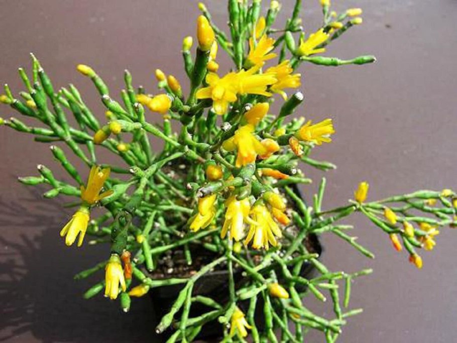 Молочай тирукалли (Euphorbia tirucalli)