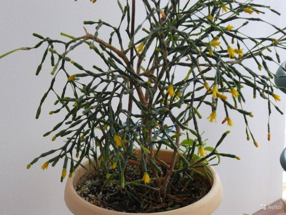 Хатиора палочник