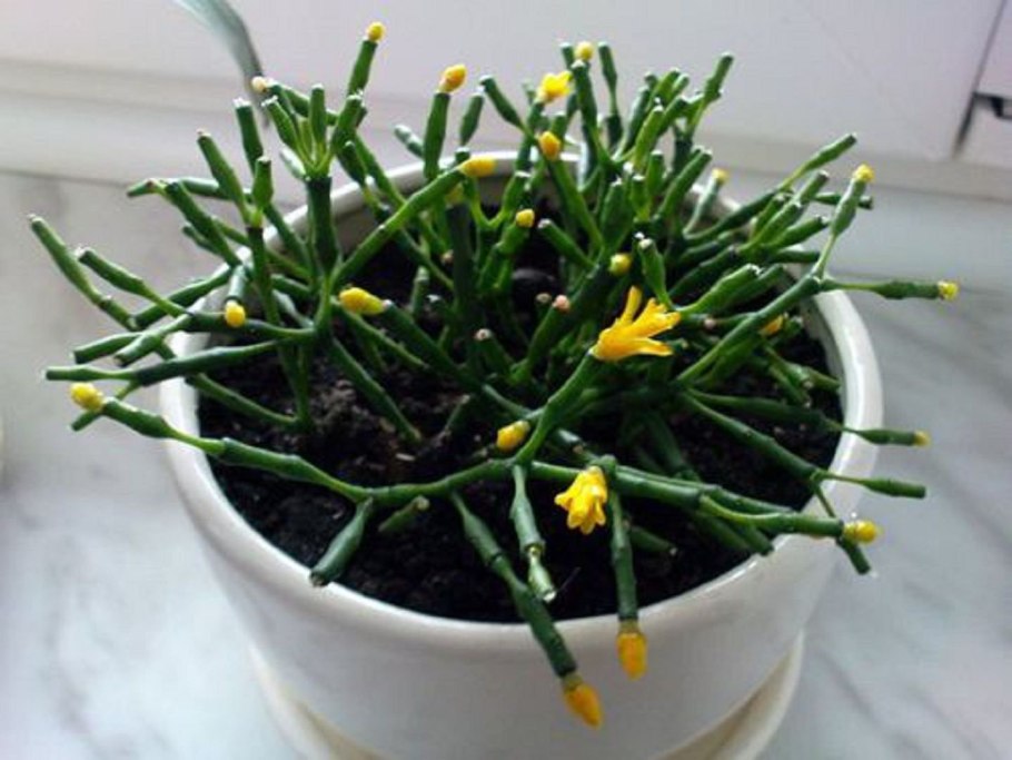 Хатиора солеросовая