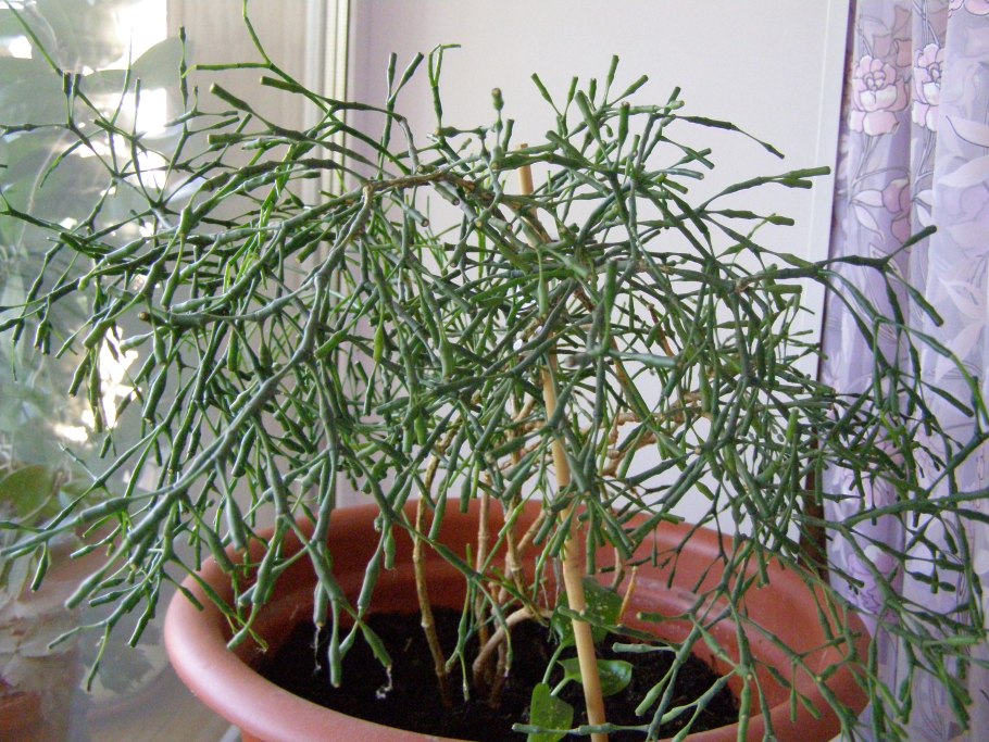 Хатиора цветок елочка