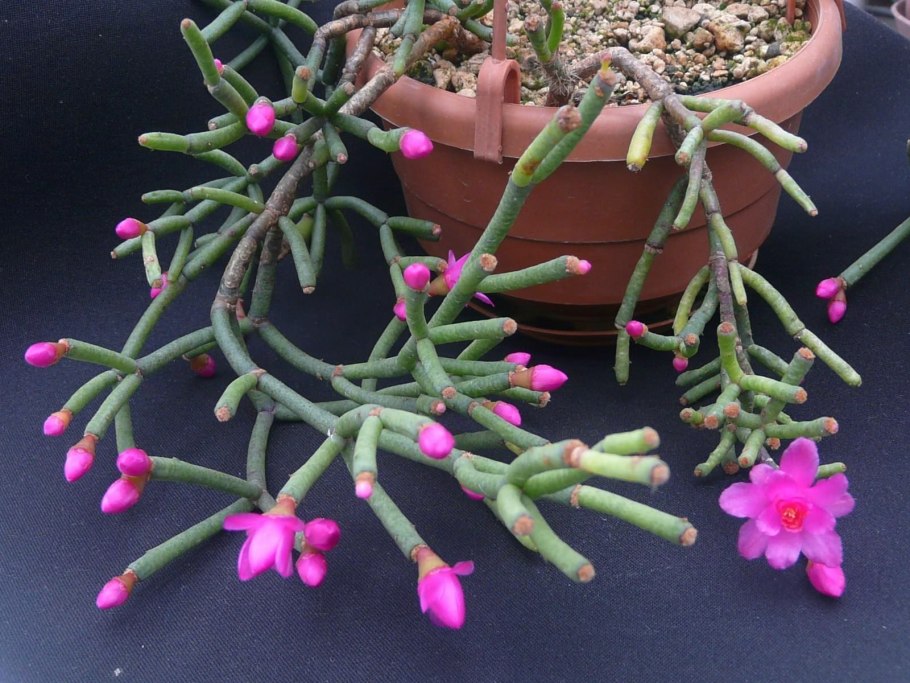 Рипсалис хатиора