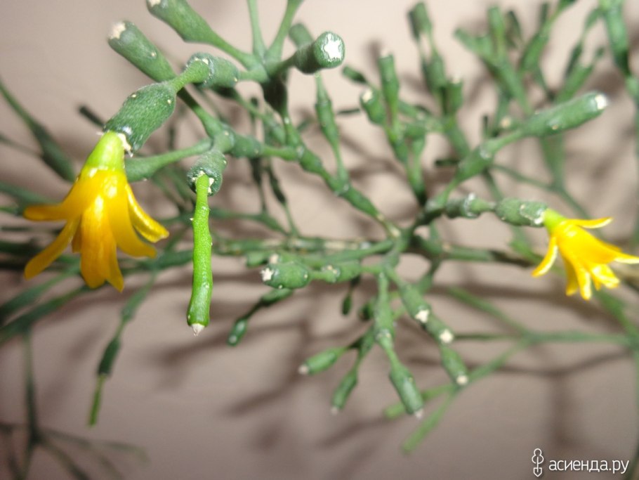 Хатиора солеросовая