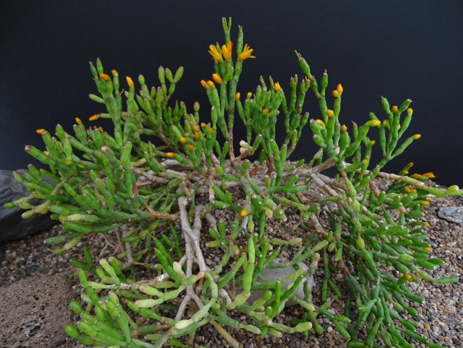 Рипсалис хатиора