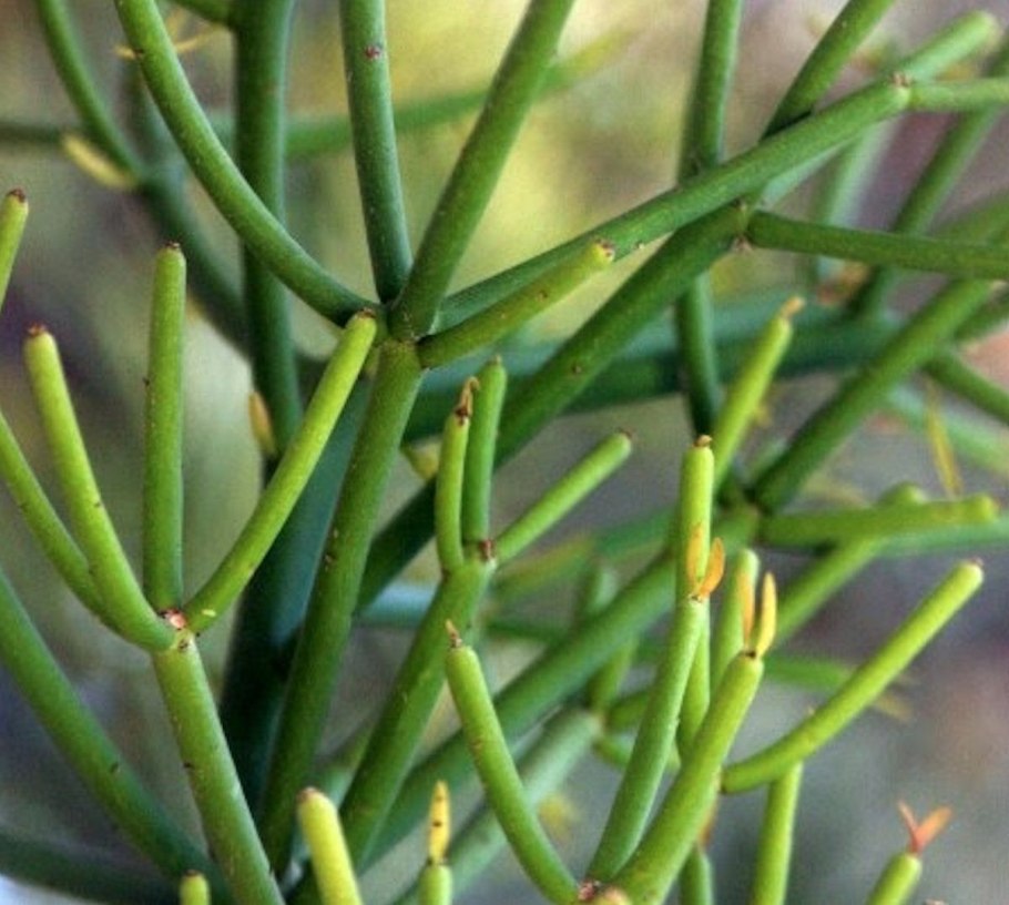 Хатиора дерево