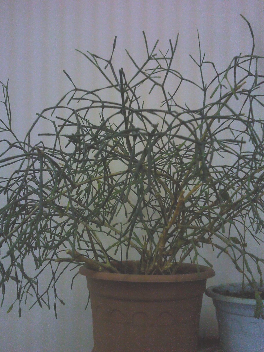 Хатиора ядовитая или нет