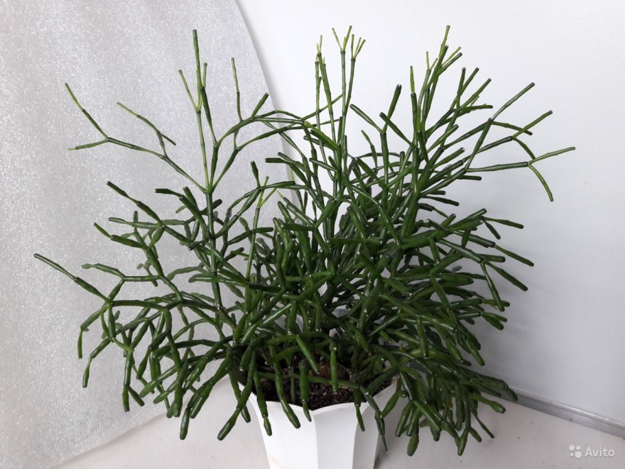 Хатиора бамбуковая