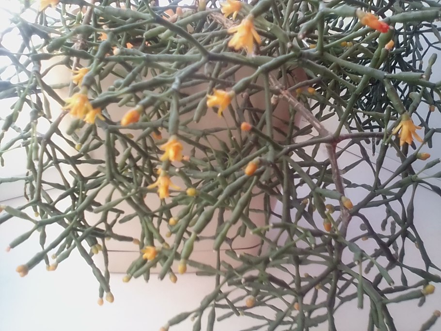 Хатиора привитая