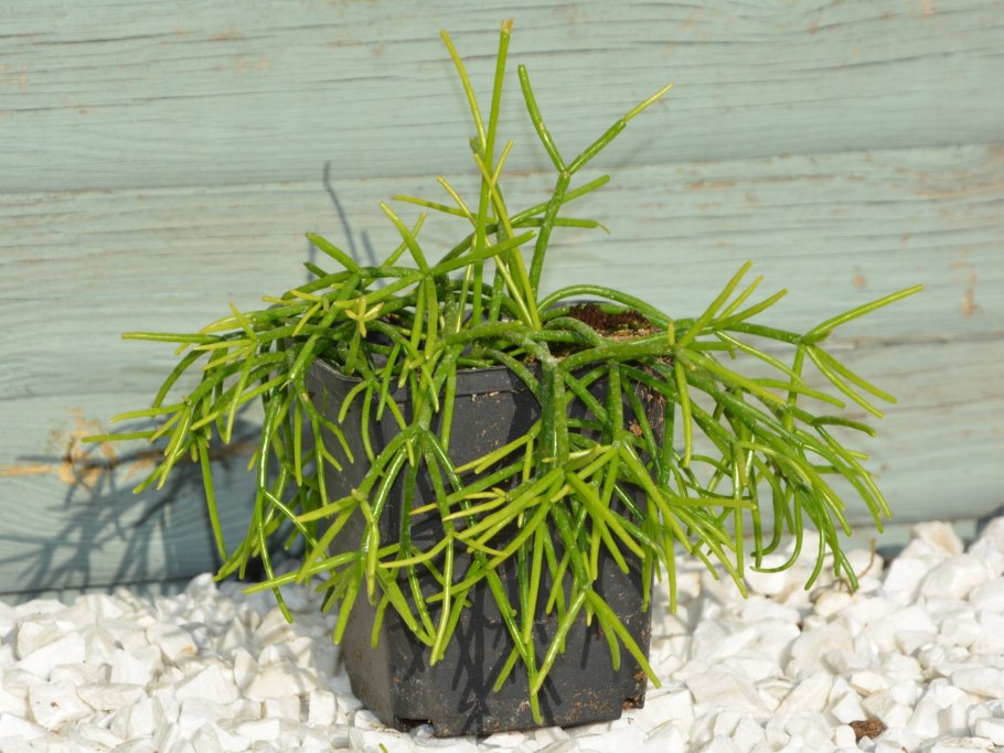 Рипсалис Кассута