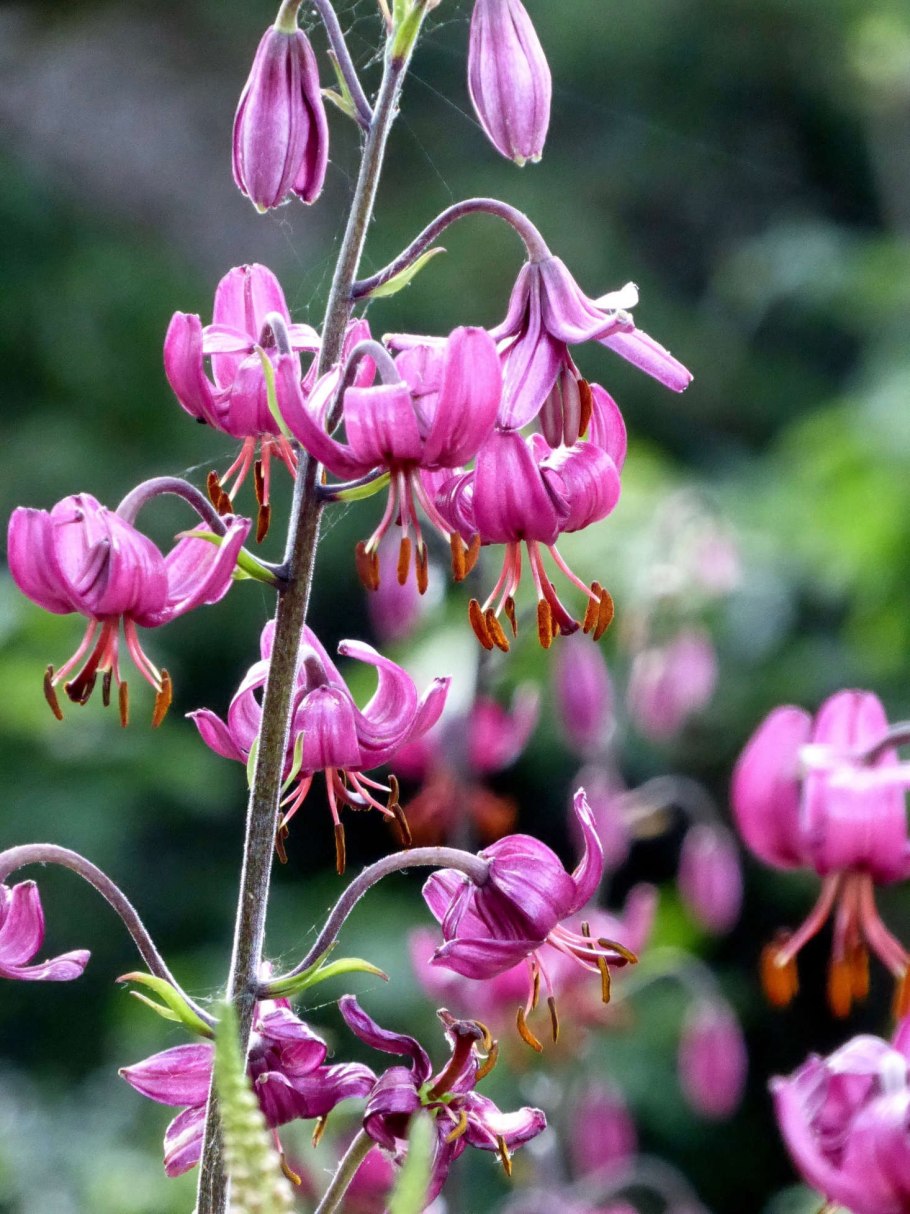 Martagon Lily, common Turk's cap Lily