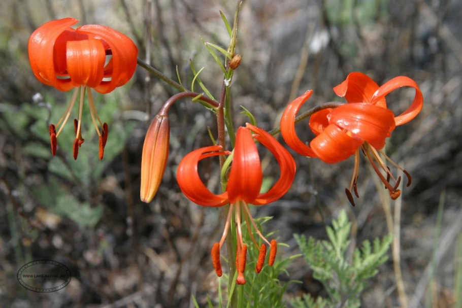 Царские кудри лилии розовые