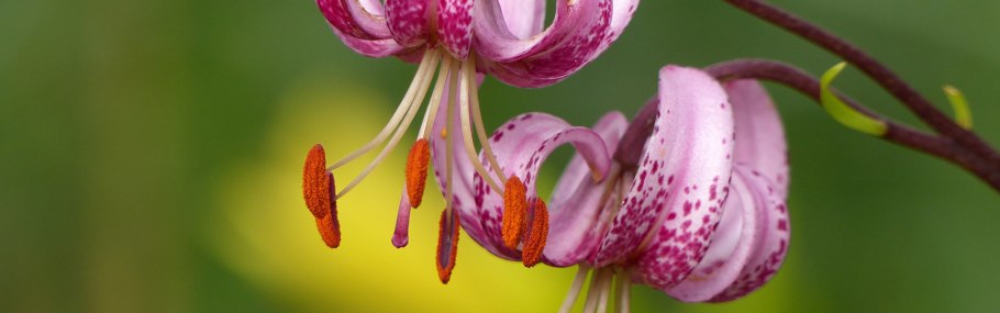 Лилия мартагон хамелеон