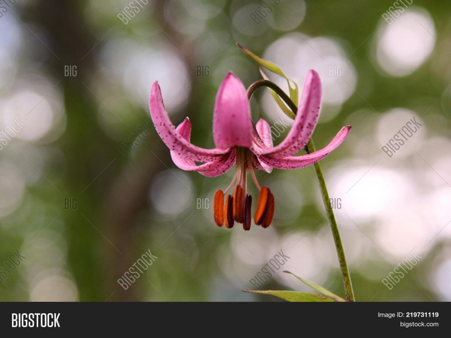 Определите систематическое положение лилии кудреватой