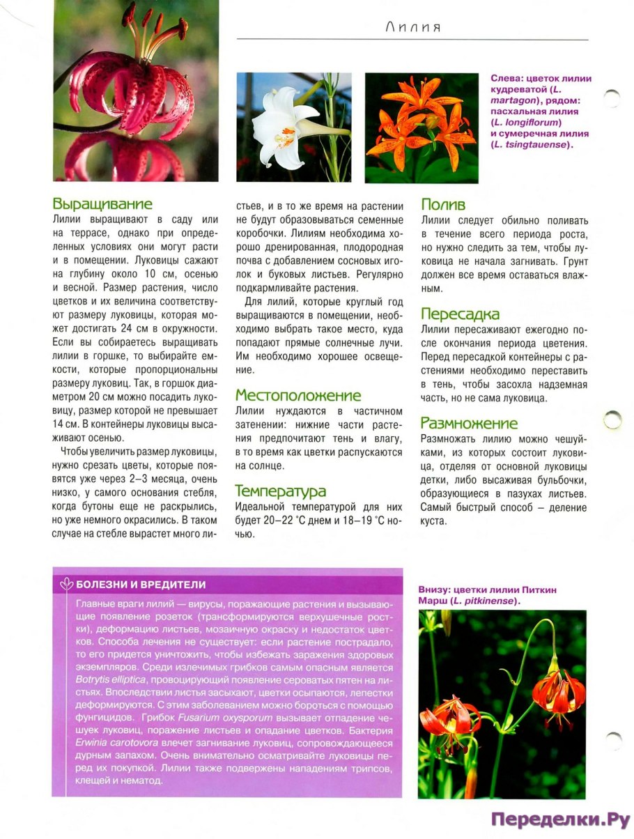 Мартагон Kallmora