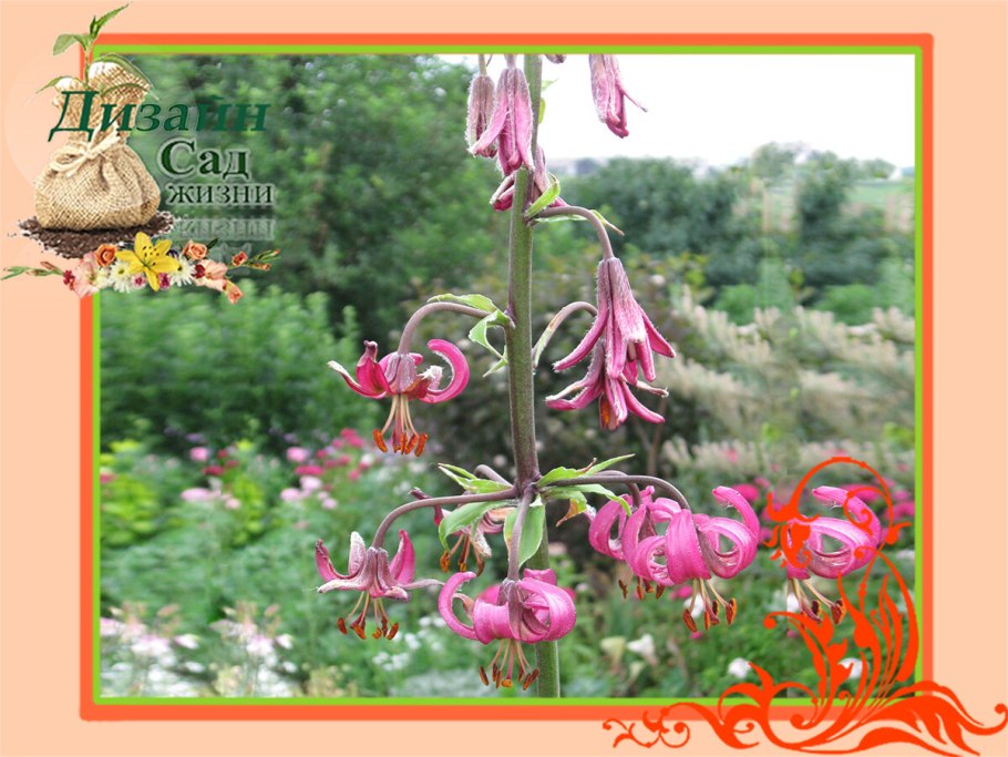 Lilium martagon Roses