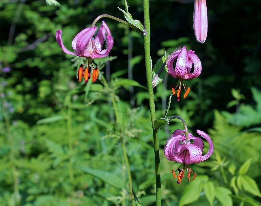 Lilium szovitsianum