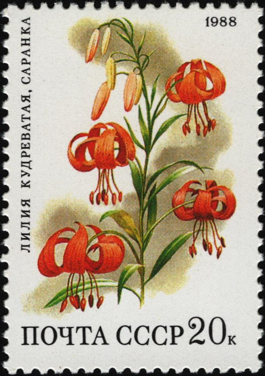 Пьер Жозеф редуте лилии