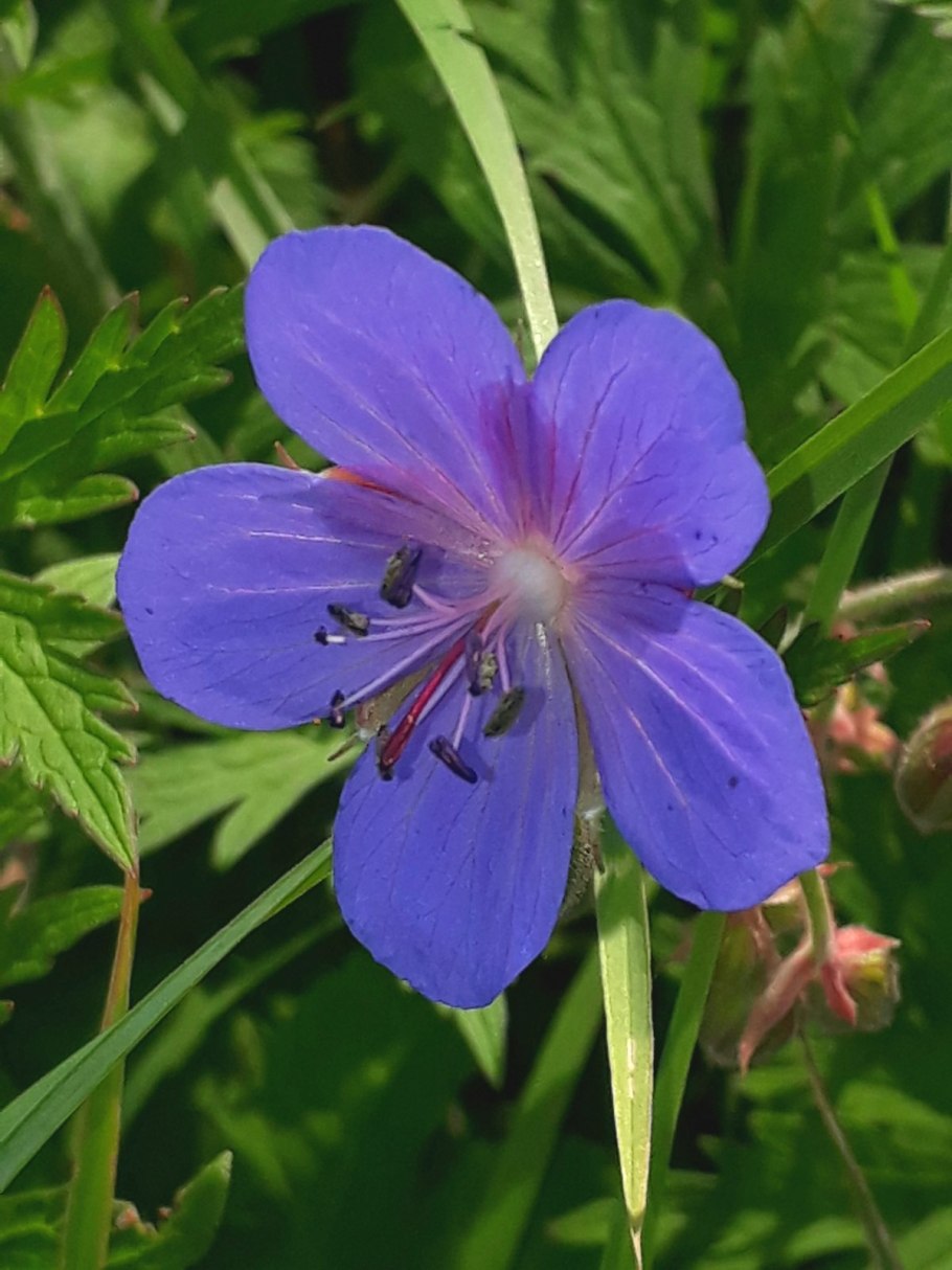 Герань Лесная (Geranium sylvaticum)