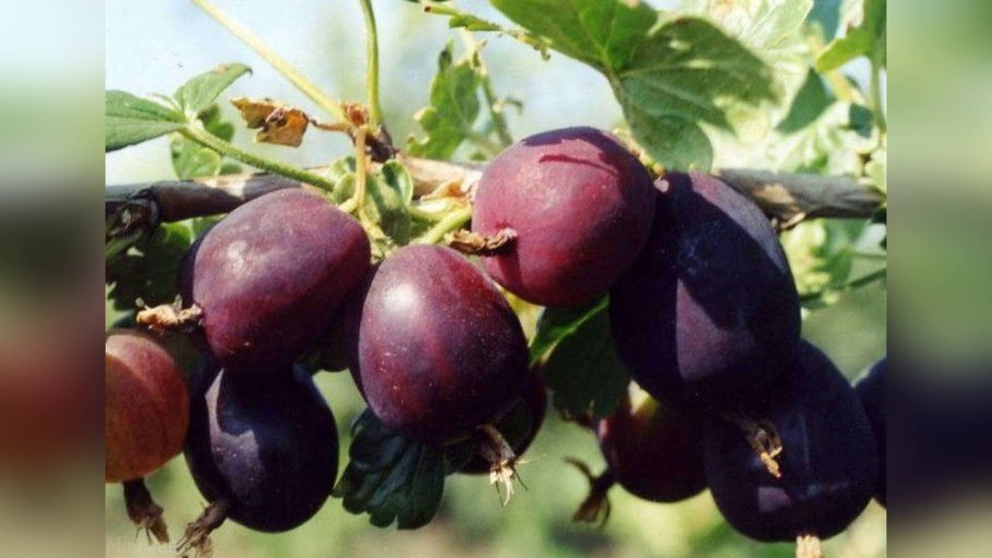 Крыжовник Каптиватор