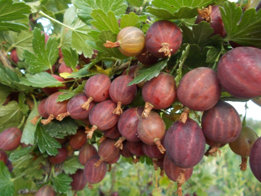 Крыжовник сорт Грушенька