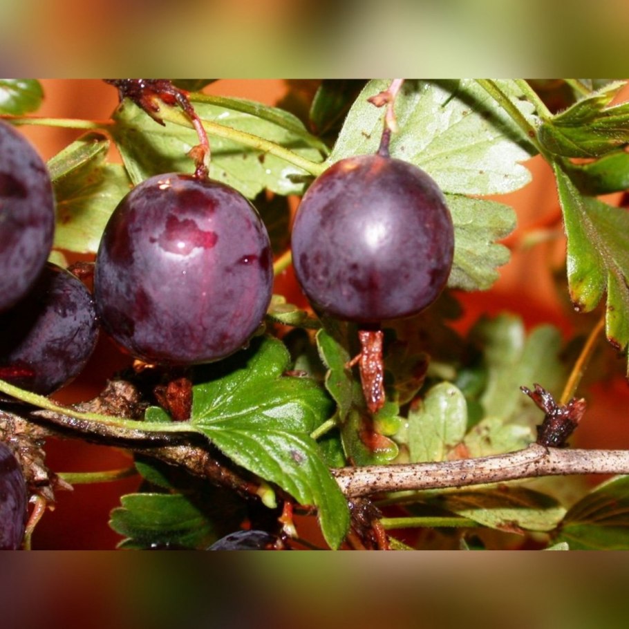 Крыжовник бесшипный "Владил" ("Командор")