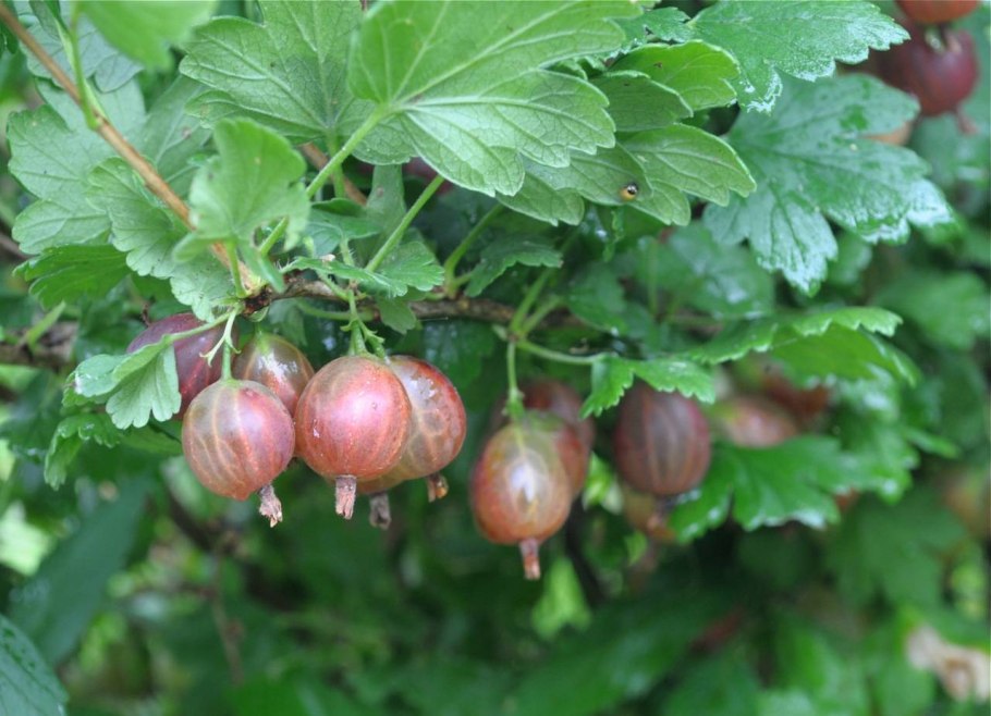 Крыжовник бесшипный Командор