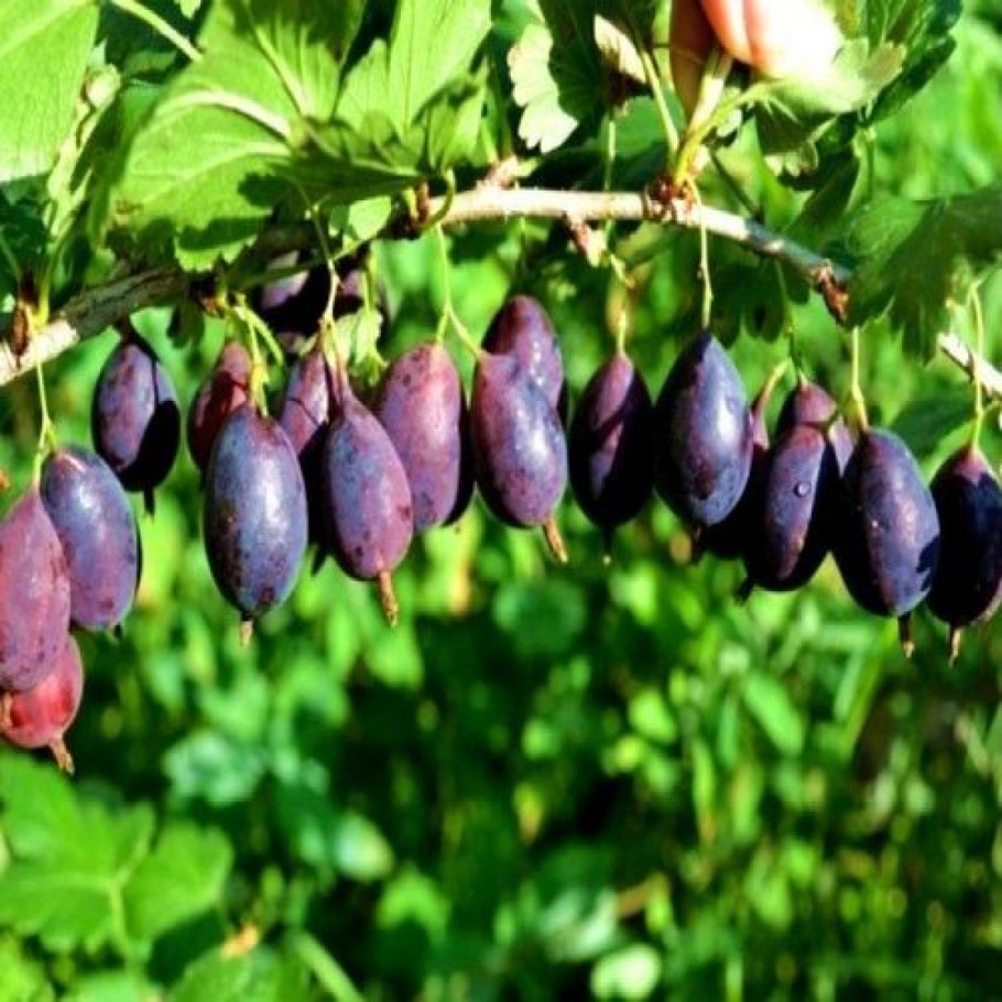 Крыжовник бесшипный Грушенька