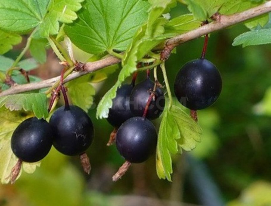 Крыжовник ранний Геннингса