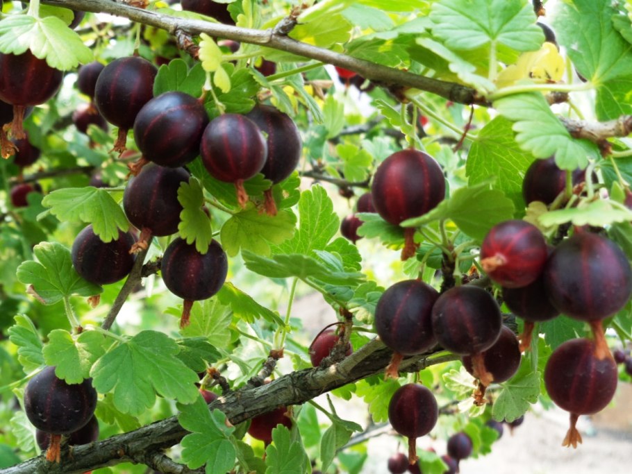 Крыжовник обыкновенный Черномор