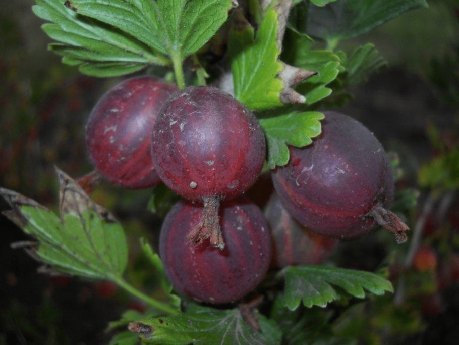 Крыжовник Хиннонмаен пунайнен