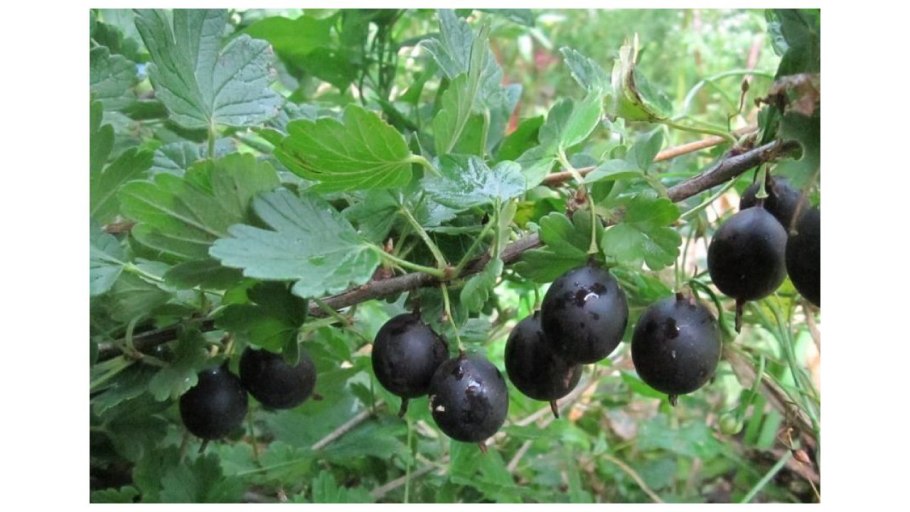 Крыжовник сорт «черный Негус»