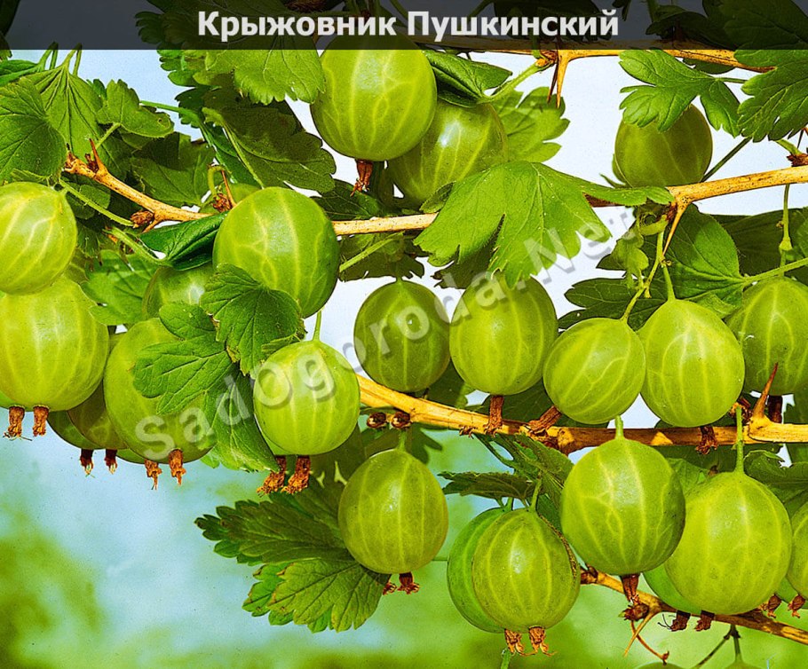 Крыжовник русский желтый