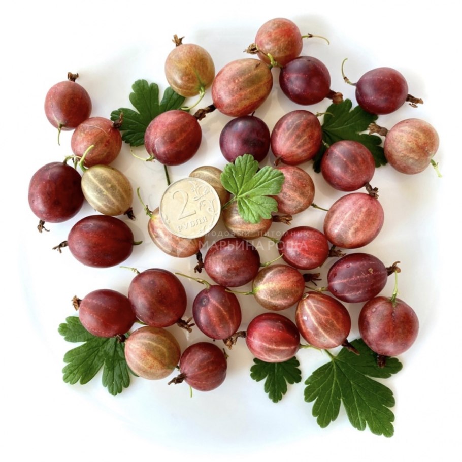 Негус крыжовник