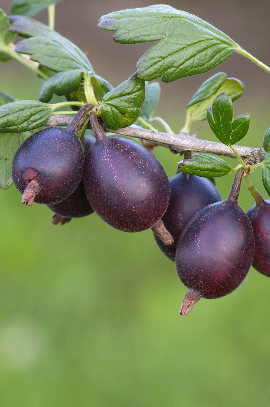 Крыжовник Северный Капитан