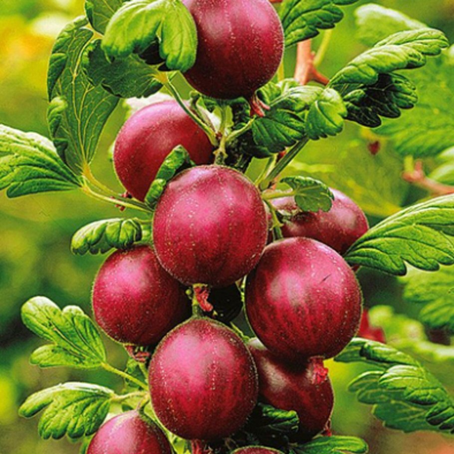 Крыжовник сорт Садко