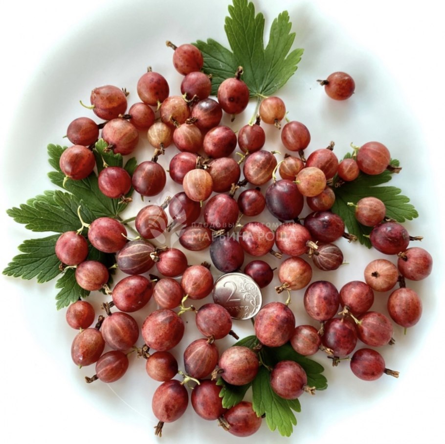 Негус крыжовник