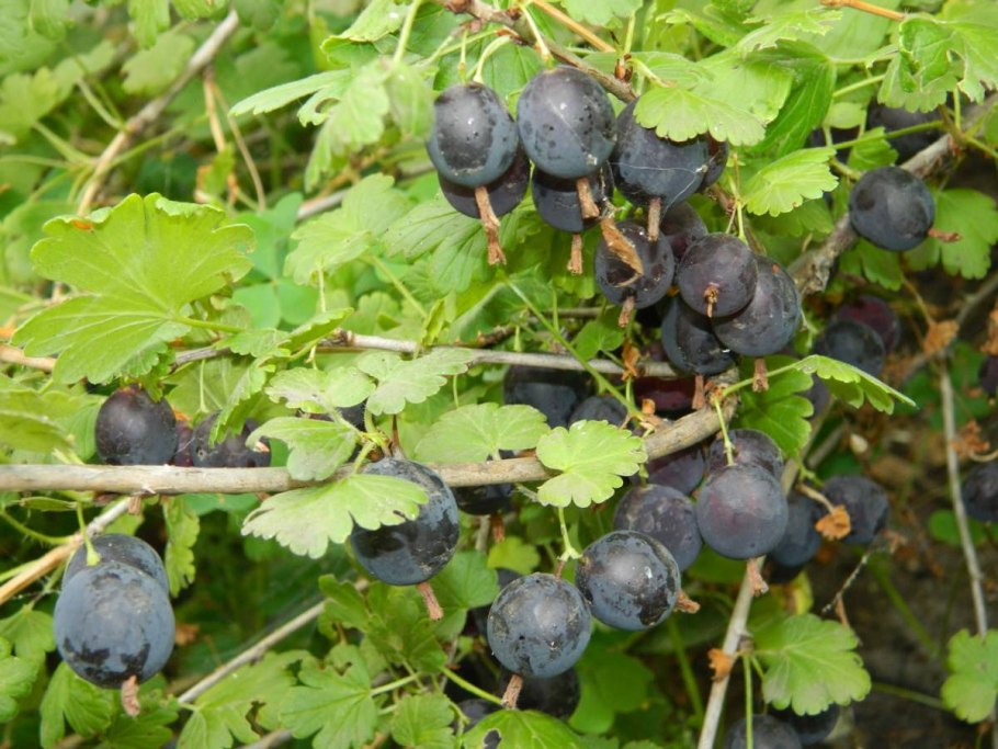 Крыжовник бесшипный Северный Капитан