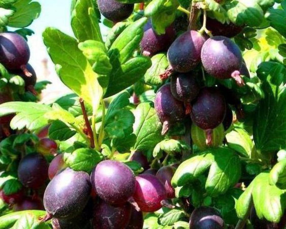 Крыжовник сорт «черный Негус»