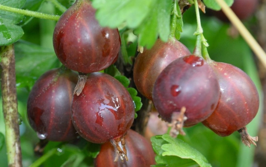 Крыжовник Казачок