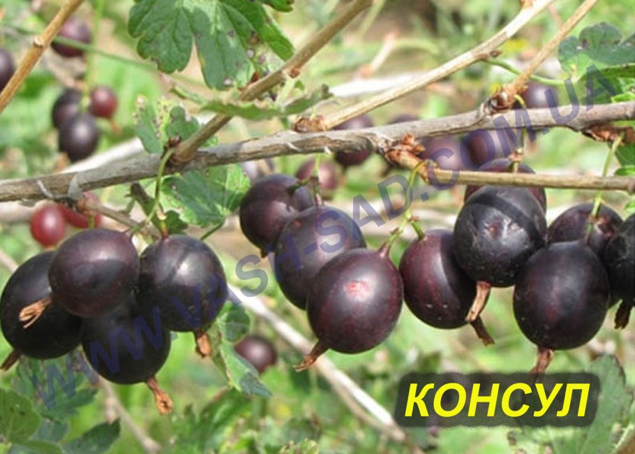 Крыжовник сорт Неслуховский