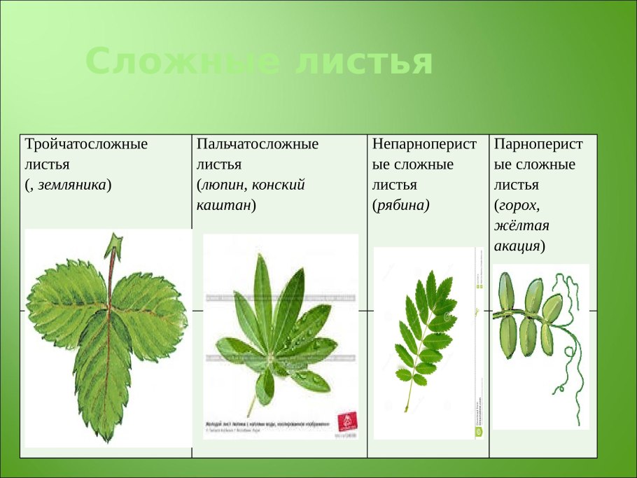 Лист ботаника строение