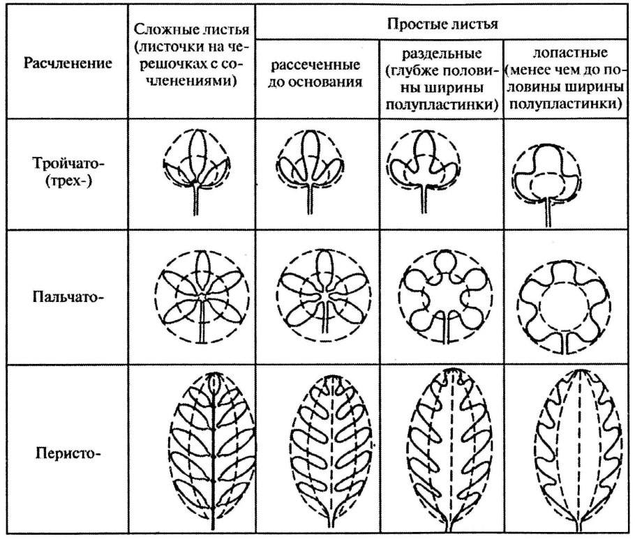 Тройчатосложный черешковый лист