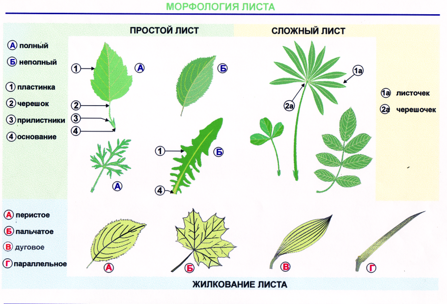 Жилкование листа акации