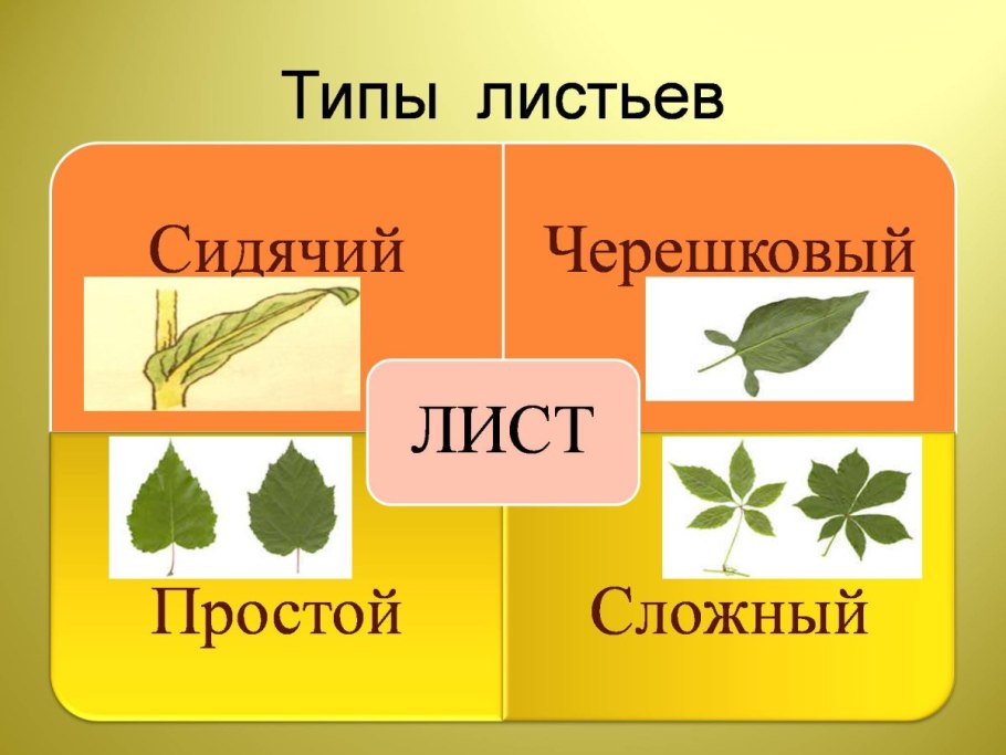 Форма листовой пластинки рябины