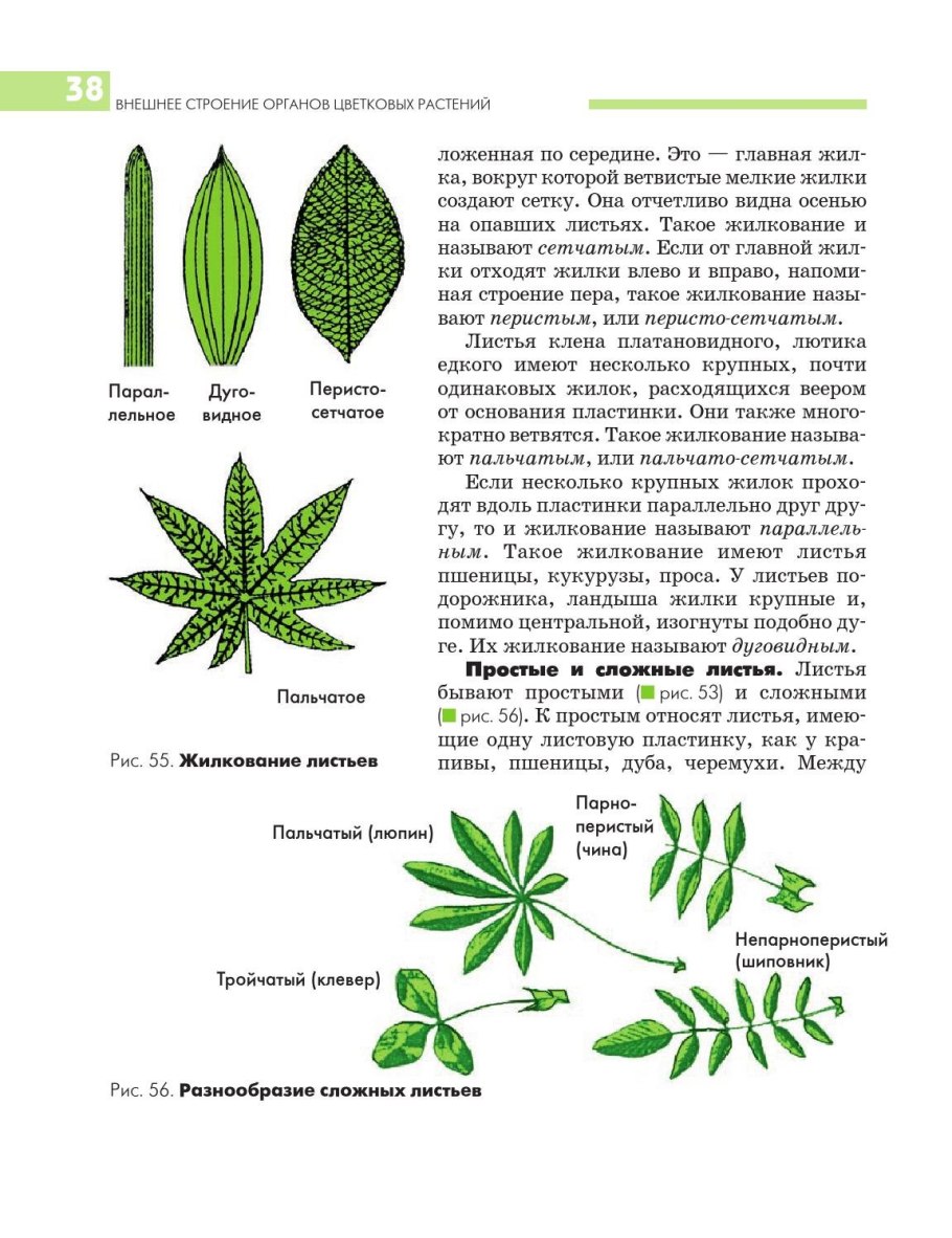 Деревья и кустарники по листьям