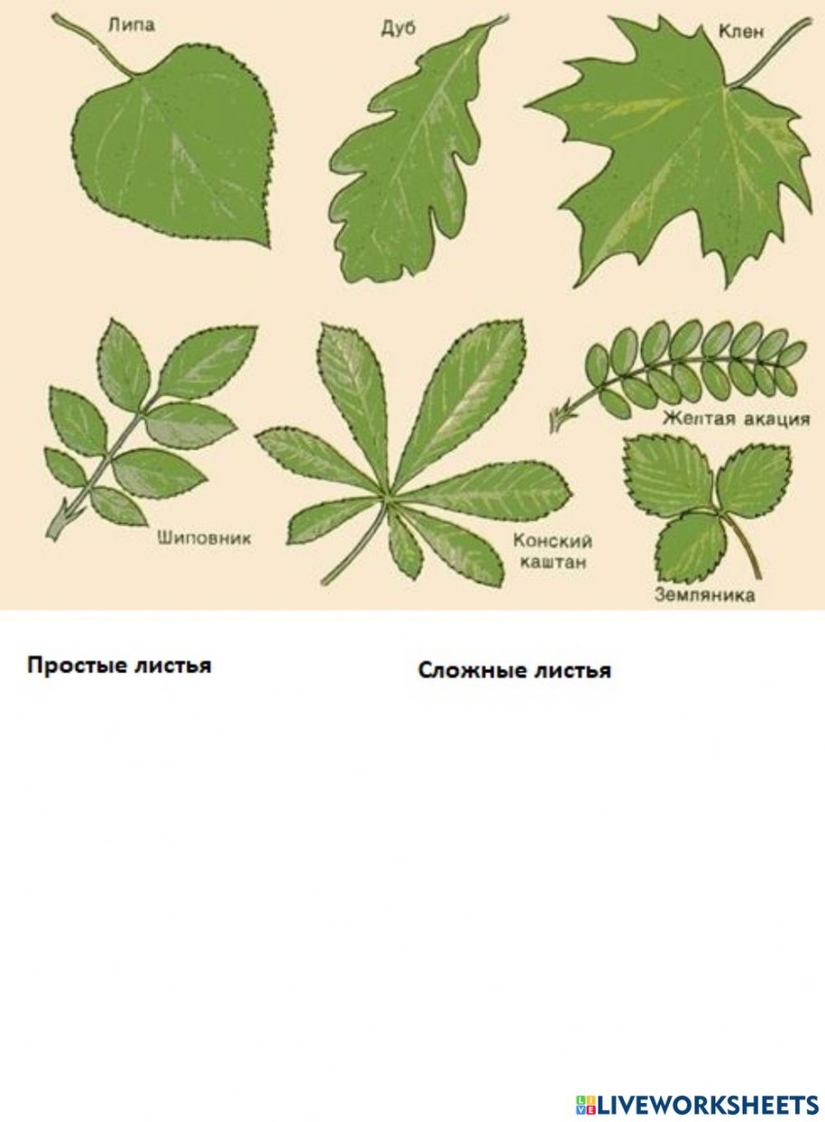 Типы сложных листовых пластинок